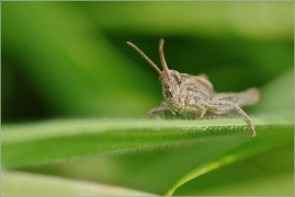 <p>SARANČE MĚNLIVÁ (Chorthippus biguttulus)  ---- /Bow-winged grasshopper - Nachtigall-Grashüpfer</p>